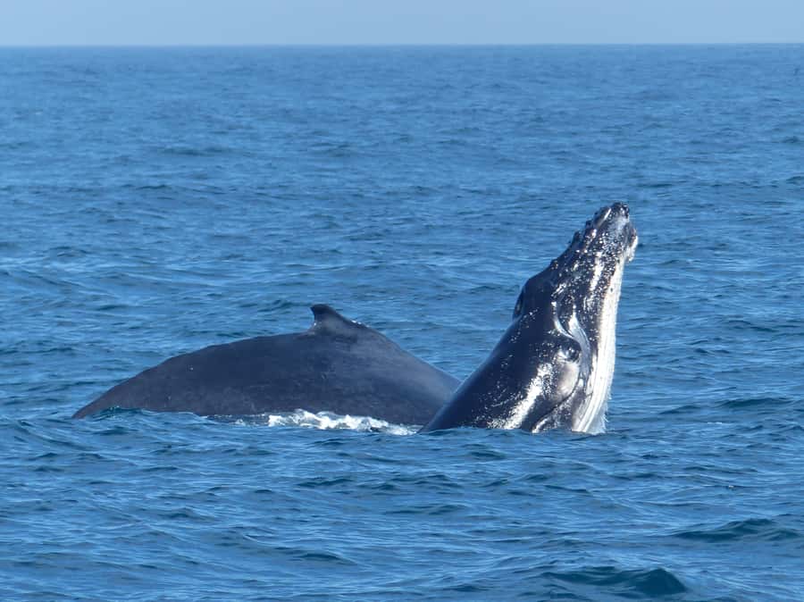 Sydney Whale Watching Cruise with Breakfast or Lunch - The whale hunt out near Sydney Heads: what you might actually see