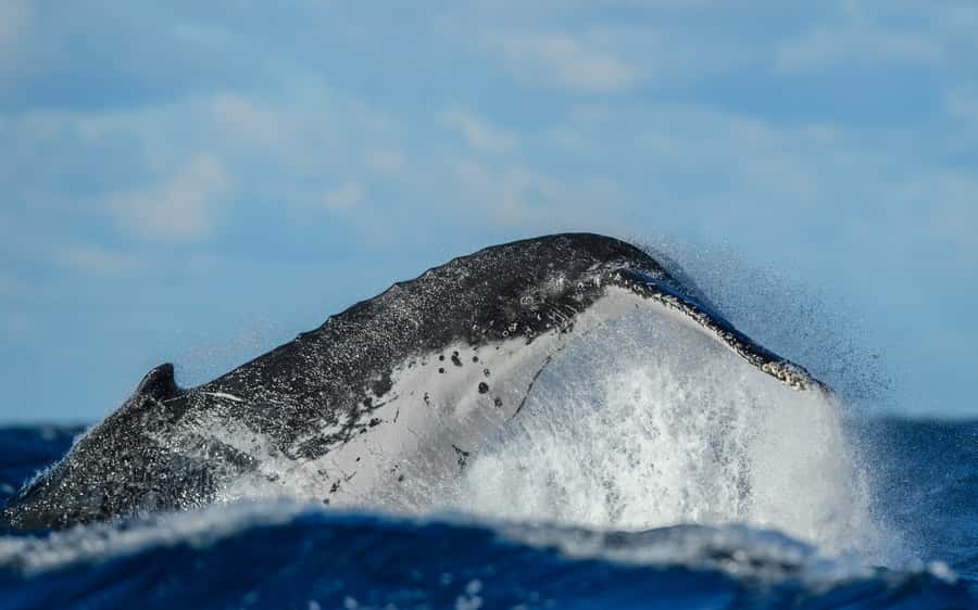 Sydney Whale Watching Cruise with Breakfast or Lunch - Seasickness, deck comfort, and where to stand or sit