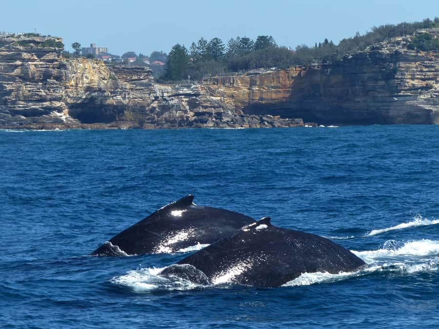 Sydney Whale Watching Cruise with Breakfast or Lunch - Value and price: is $70 per person a good deal?