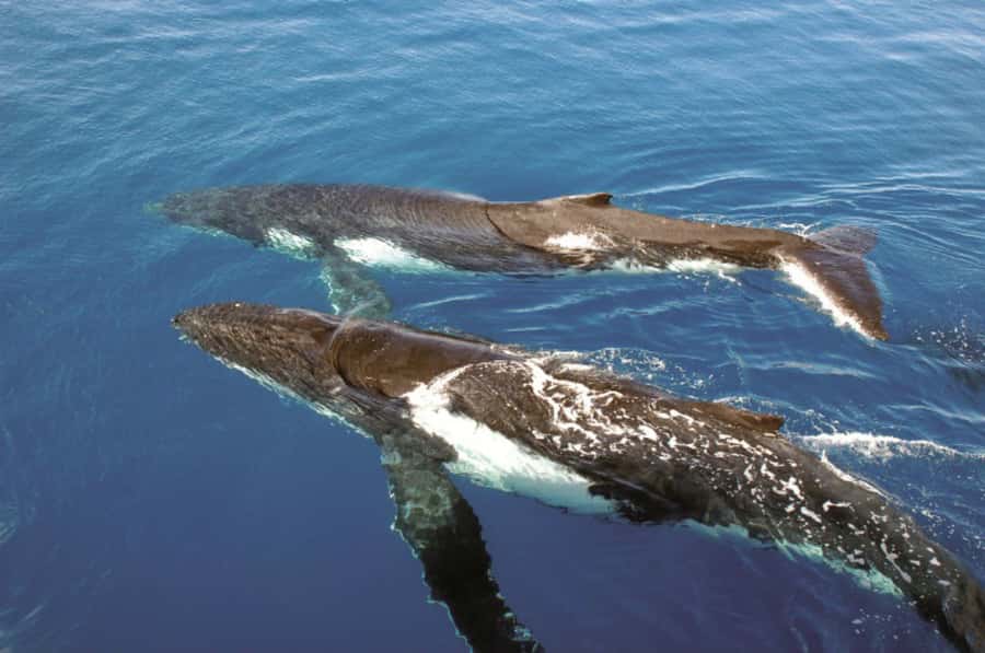 Sydney Whale Watching Cruise with Breakfast or Lunch - Who this tour is best for, and who should think twice