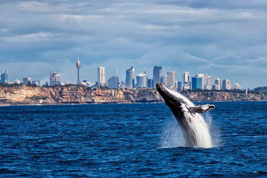 Sydney Whale Watching Cruise with Breakfast or Lunch - Where you board at Sydney Princess Cruises, Eastern Pontoon