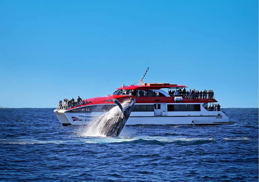 Sydney: Whale Watching & Hop On Hop Off Cruise Package - Key Points to Know Before You Go
