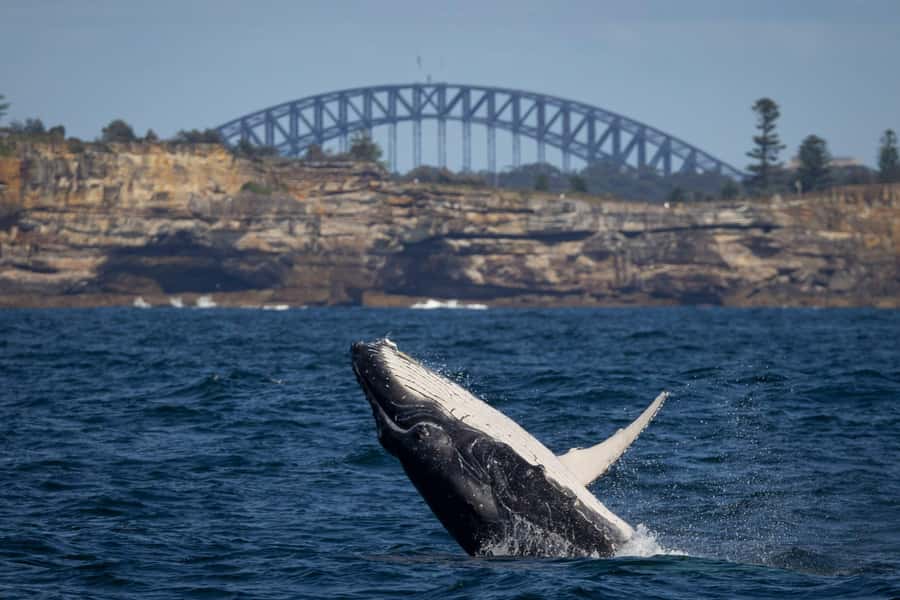 Sydney: Whale Watching & Hop On Hop Off Cruise Package - Day One Plan: Whale Cruise First, Then Harbour Time