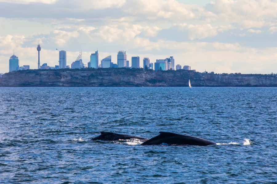 Sydney: Whale Watching & Hop On Hop Off Cruise Package - Day Two Plan: Use the Pass to Hit Up to 6 Harbour Areas