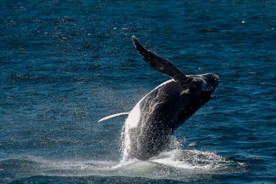 Sydney: Whale Watching & Wildlife Cruise - Comfort at sea: the lounge setup and outdoor viewing strategy