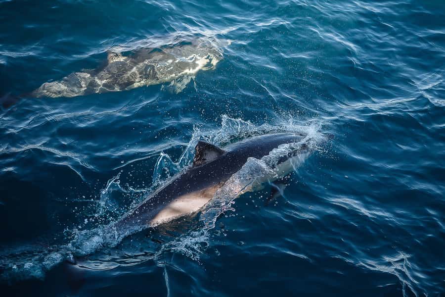 Sydney: Whale Watching & Wildlife Cruise - The “rough ride” factor: sea motion, what to eat, and what to pack