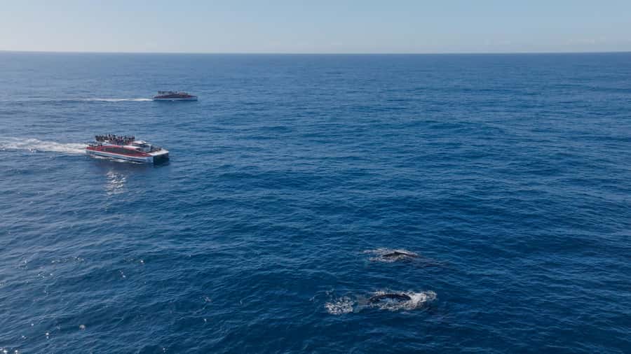Sydney: Whale Watching & Wildlife Cruise - Who should book this cruise, and who should think twice