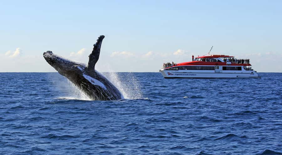 Sydney: Whale Watching & Wildlife Cruise - Cruising the entrance to Sydney Harbour: wildlife, commentary, and classic views