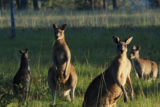 Sydney Wildlife Safari - Key things to know before you go