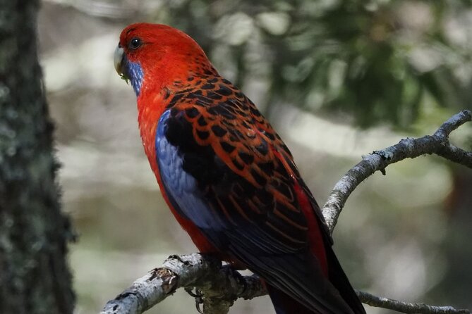 Sydney Wildlife Safari - Leaving Sydney for Bowral: the timing that matters