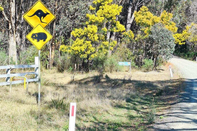 Sydney Wildlife Safari - The Great Western Wildlife Corridor and why it changes your odds