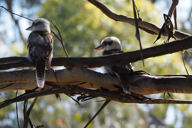 Sydney Wildlife Safari - Afternoon spotting across private farmland and bushland