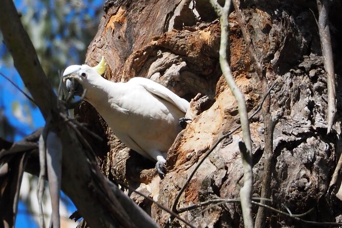 Sydney Wildlife Safari - Dinner at Australia’s oldest licensed inn, then night spotlighting