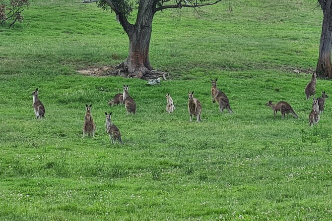 Sydney Wildlife Safari - Binoculars, spotlights, and what your guide’s role really means