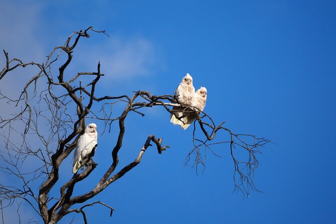 Sydney Wildlife Safari - Price and value: is $304.83 worth it?