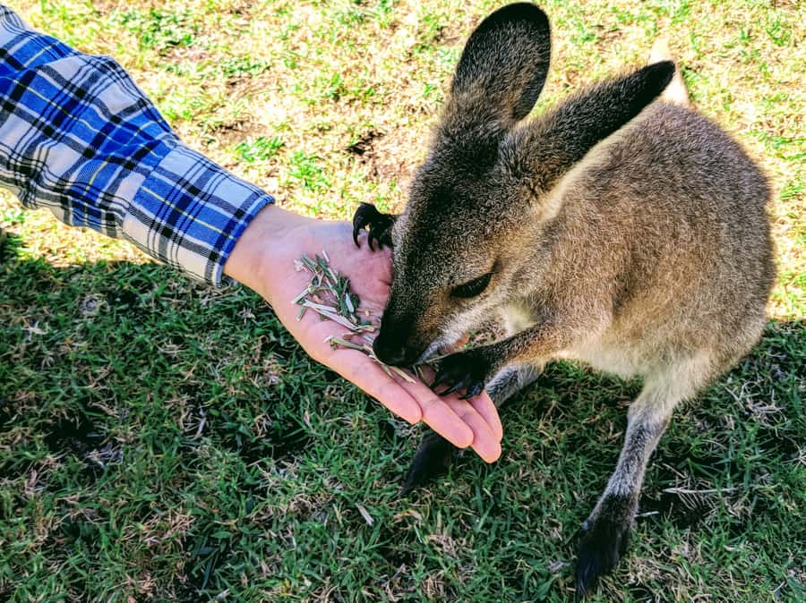Sydney: Wildlife, Waterfalls and Wine Small Group Tour - Symbio Wildlife Park: A Private Koala Encounter Plus Kangaroos and Wallabies