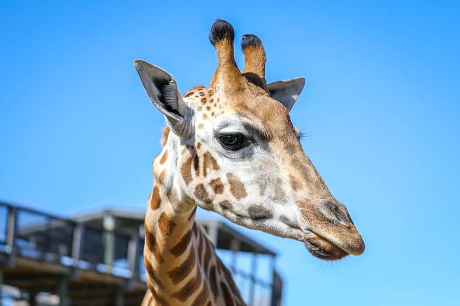 Sydney Zoo Admission Ticket - Key things to know before you go