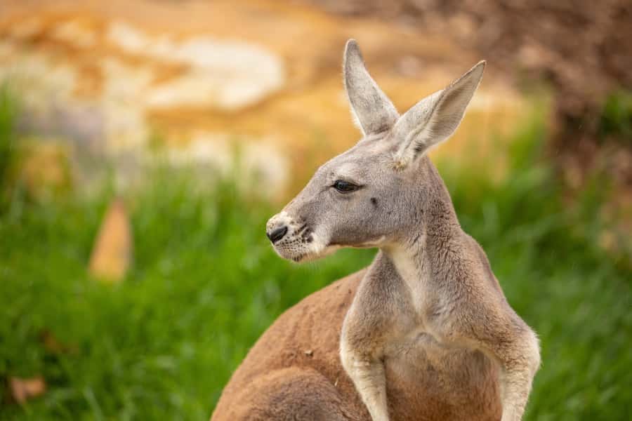 Sydney Zoo Admission Ticket - Sydney Zoo in Eastern Creek: how the layout helps your day