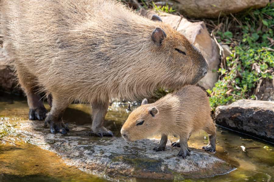 Sydney Zoo Admission Ticket - South-East Asia zones, plus the zoo and aquarium twist
