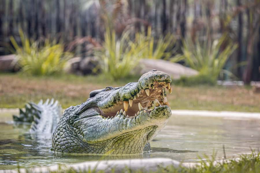 Sydney Zoo Admission Ticket - Bungarribee Dreaming and conservation: what you’re supporting