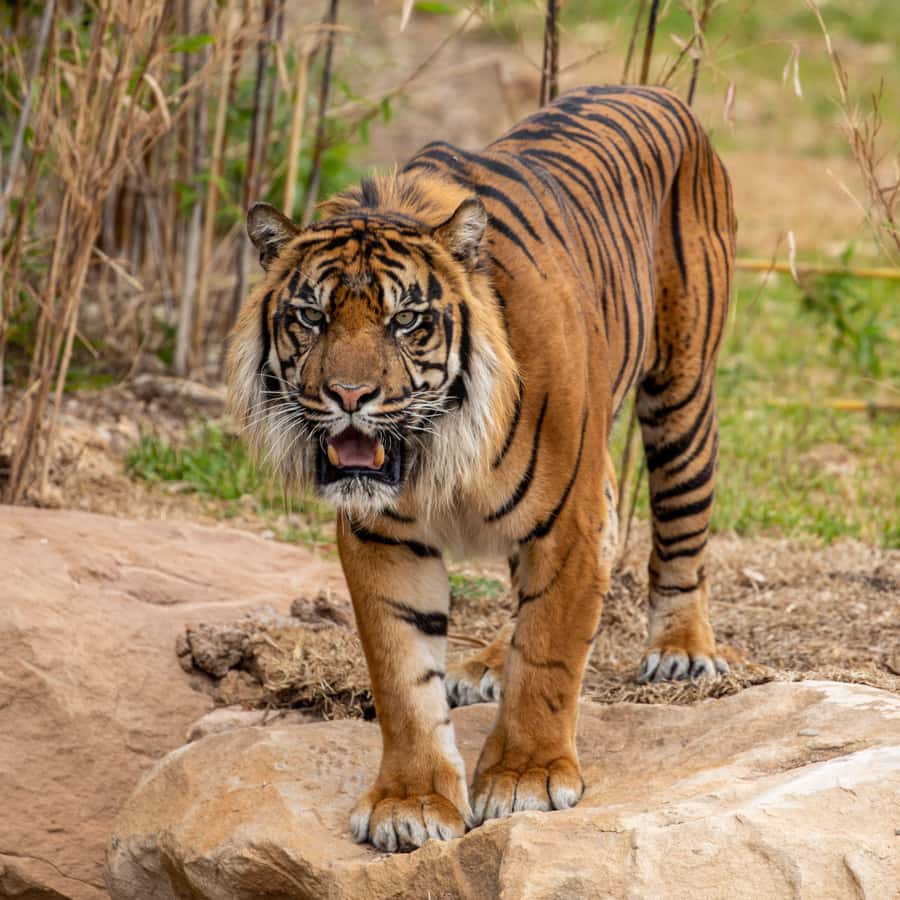 Sydney Zoo Admission Ticket - Hot-day reality check: shade, snacks, and dusty paths
