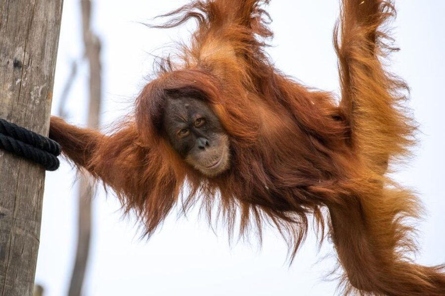 Sydney Zoo Admission Ticket - Price and logistics: is $38 good value for a full day?