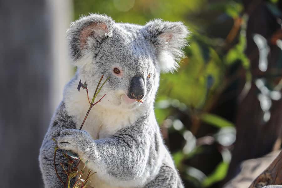 Sydney Zoo Admission Ticket - Who should buy this Sydney Zoo ticket?