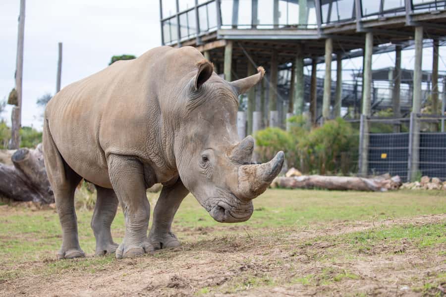Sydney Zoo Admission Ticket - African Boardwalk and Primate Boulevard: animal watching that stays comfortable