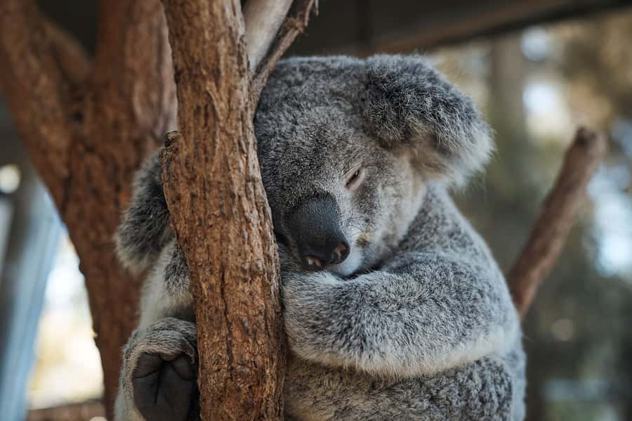Taronga Zoo Aussie Backyard Adventure - Key Highlights at Taronga Zoo Sydney