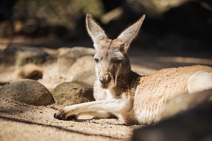Taronga Zoo Aussie Backyard Adventure - Why This 1.5-Hour Guided Walk Works So Well at Taronga Zoo