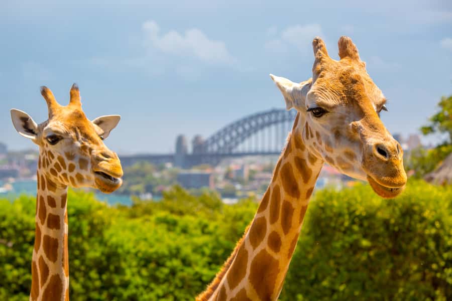 Taronga Zoo Aussie Backyard Adventure - Getting There: Meeting Point and Start Time Details