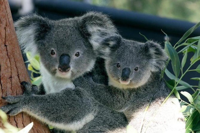 Taronga Zoo Entry & Return Ferry - Sydney Harbour - Key things I’d zero in on