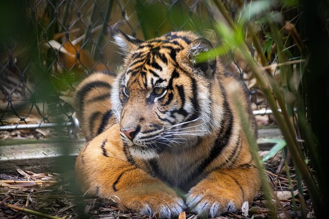 Taronga Zoo Entry & Sydney Harbour 2-Day Hop On Hop Off Cruise - Price and value: what you are really paying for at $61.68