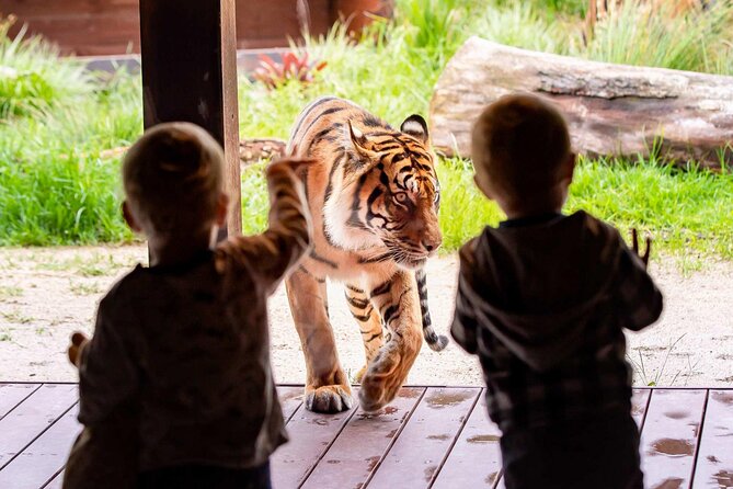 Taronga Zoo + Ferry Return Ticket - Why this Taronga Zoo and Harbour Hopper combo is good value