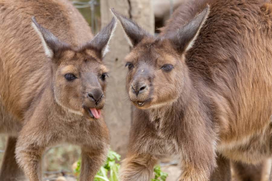 Taronga Zoo Sydney Wild Australia Experience - Key points to know before you go