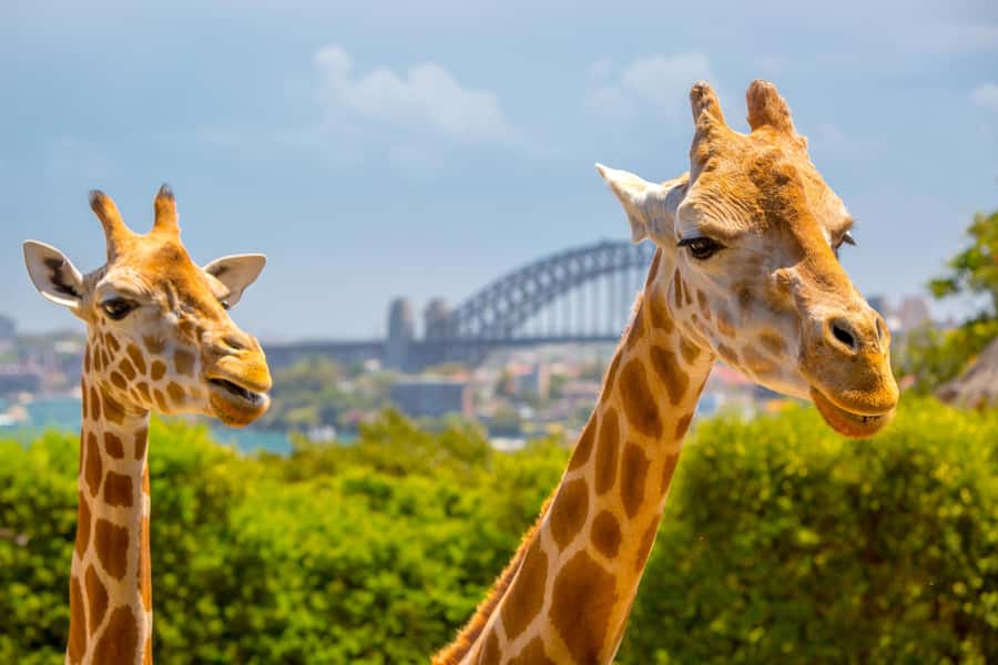Taronga Zoo Sydney Wild Australia Experience - The Koala Encounter: the moment most people remember