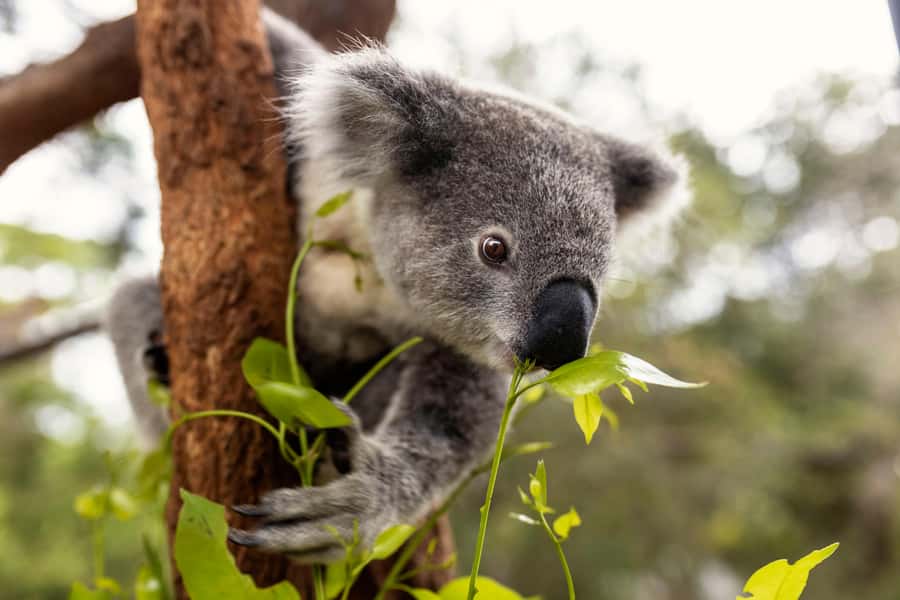 Taronga Zoo Sydney Wild Australia Experience - The working food-preparation kitchen: practical care, not just facts