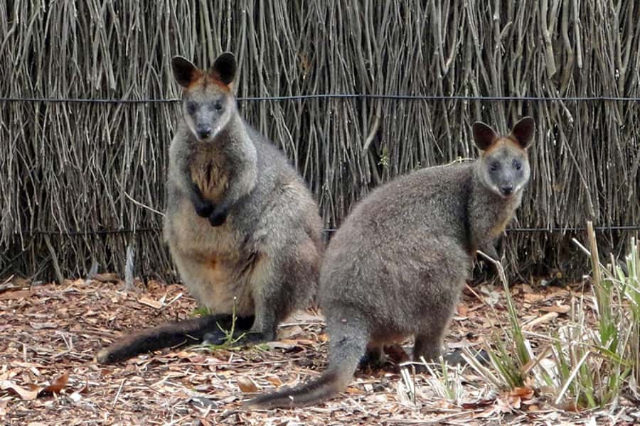 Taronga Zoo Sydney Wild Australia Experience - Nocturnal stars you may meet: platypus focus and smaller marsupials