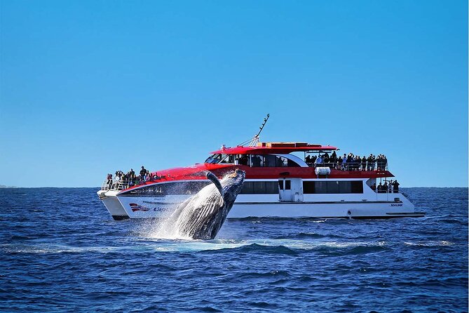 Taronga Zoo & Whale Watching Cruise Combo - Sydney Harbour - Key highlights to know before you go