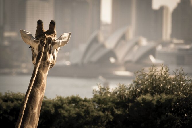 Taronga Zoo & Whale Watching Cruise Combo - Sydney Harbour - Comfort and packing tips that actually help