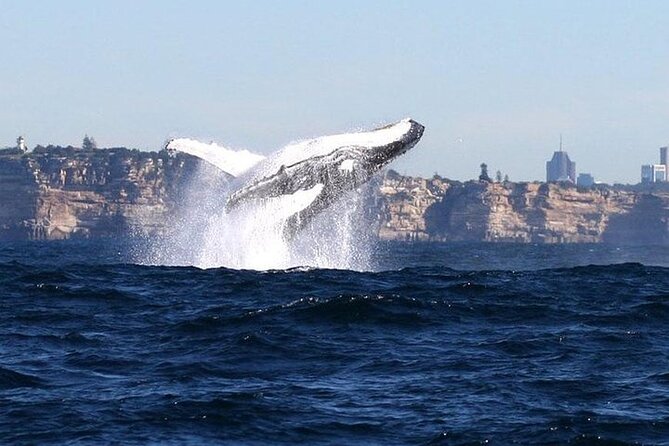 Taronga Zoo & Whale Watching Cruise Combo - Sydney Harbour - If the sea gets rough: the one risk you should plan around