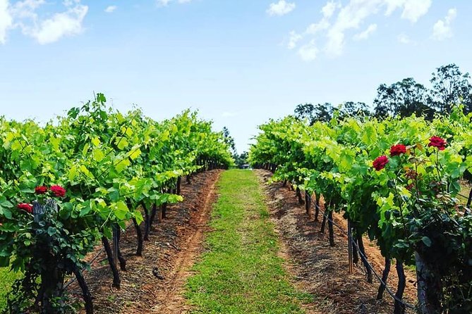 Tintilla Estate: Wine Tasting with a Meat and Cheese Platter - Price and value: is $35.86 per person fair for what you get?