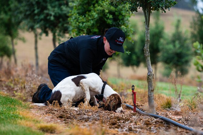 Truffle Hunt and Taste Experience in Oberon, NSW Australia - Key highlights to know before you go