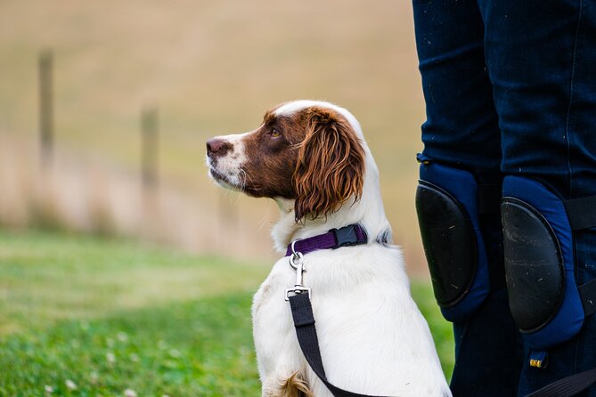 Truffle Hunt and Taste Experience in Oberon, NSW Australia - Price and value: $157.79 for hunting plus tastings