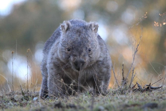 Ultimate Blue Mountains and Wildlife Tour - Leura Lunch Stop: Plan for Your Own Meal, Then Use the Included Snacks