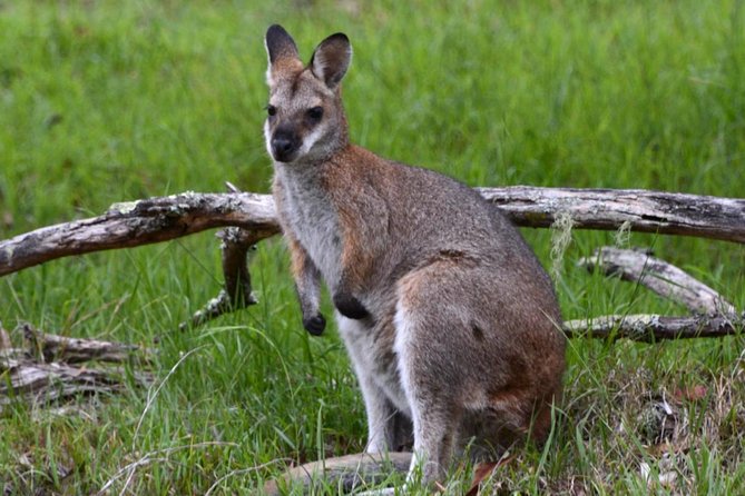 Ultimate Blue Mountains and Wildlife Tour - Sunset in the Blue Mountains: The Part Most People Skip