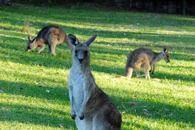 Walking with Wild Kangaroos Private Half-Day Trip from Sydney - Key highlights worth your attention