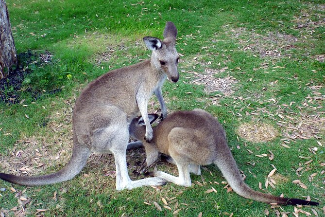 Walking with Wild Kangaroos Private Half-Day Trip from Sydney - A Sydney kangaroo tour that feels personal, not packaged