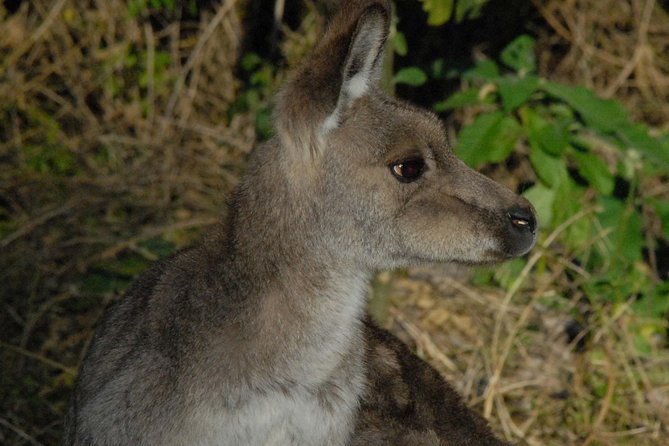 Walking with Wild Kangaroos Private Half-Day Trip from Sydney - The main stop in New South Wales: where you find kangaroos and birds