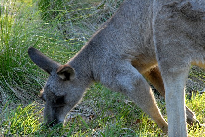 Walking with Wild Kangaroos Private Half-Day Trip from Sydney - Walking part: it is called walking, but it is not a hike